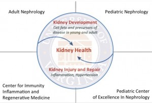 Kidney-Health-Graphic
